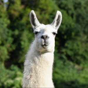 WIT@Work faces a new competitor: Llamas